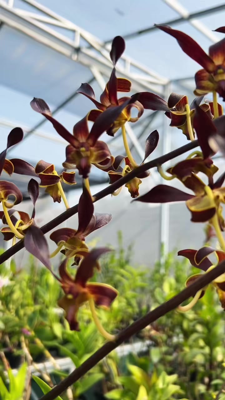 @Anggina Orchid