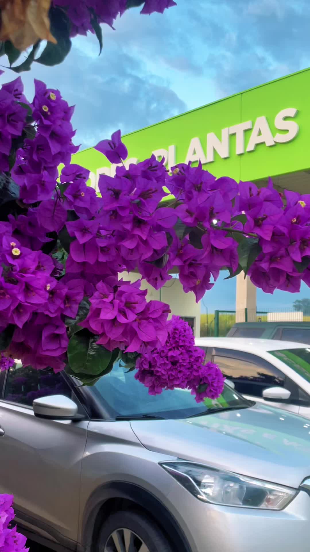 @FLOR FÁCIL