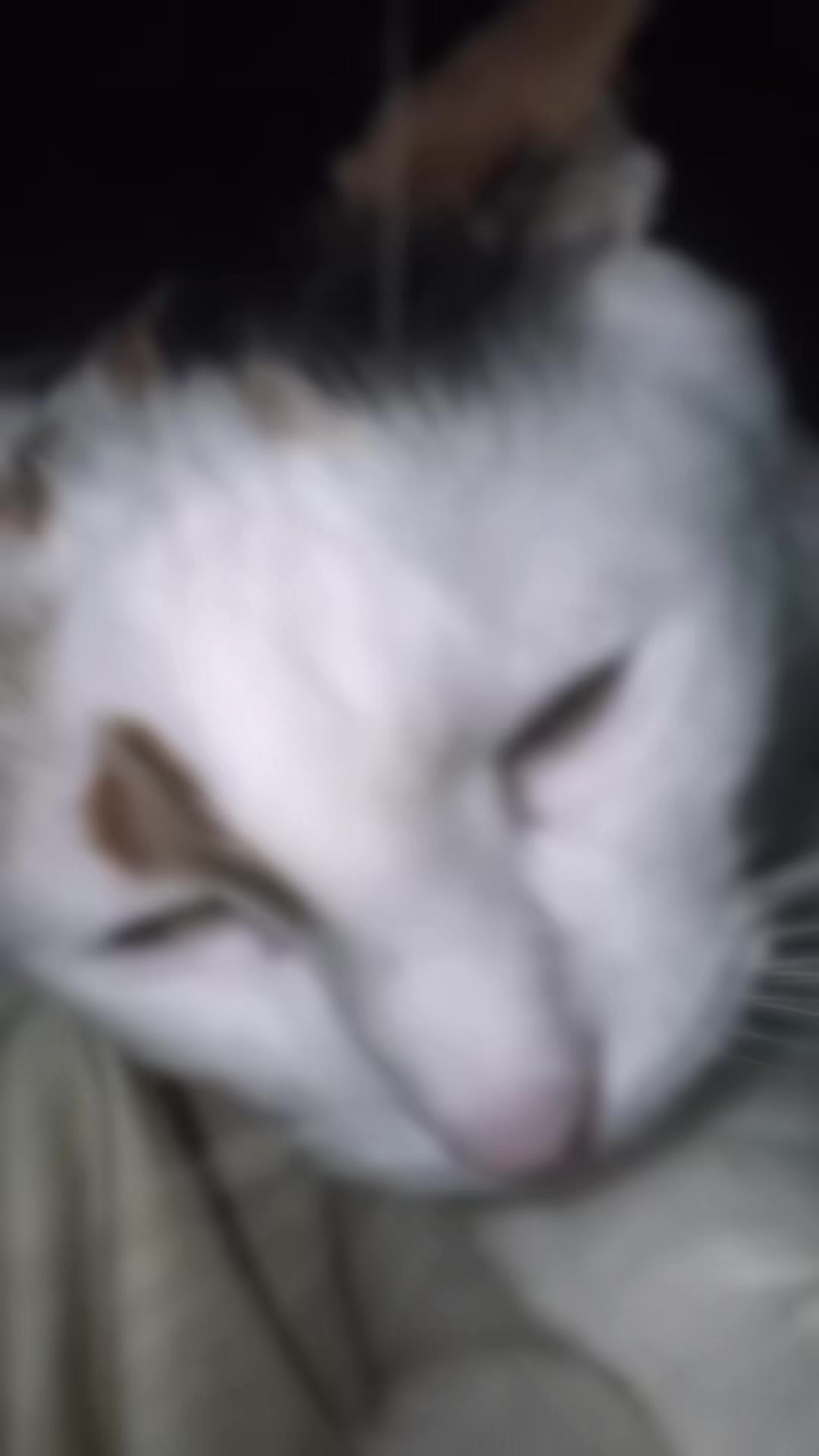 @oopygooper