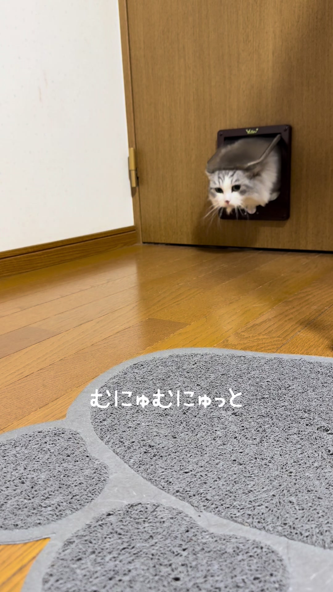 @ネコたまちゃんねる