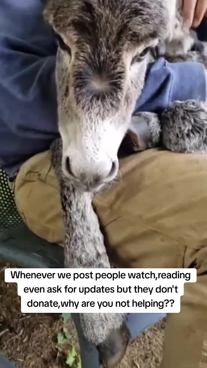 @REBORN ANIMAL RESCUER