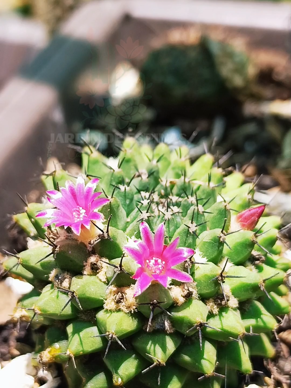 @CACTUS JARDIN DE ESPINAS