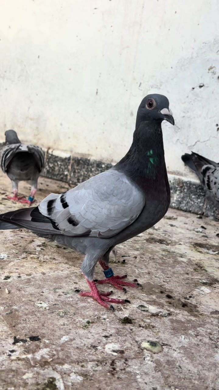@OMZOLOFT🕊🦜🇸🇳