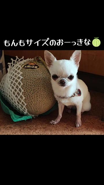 @しまい