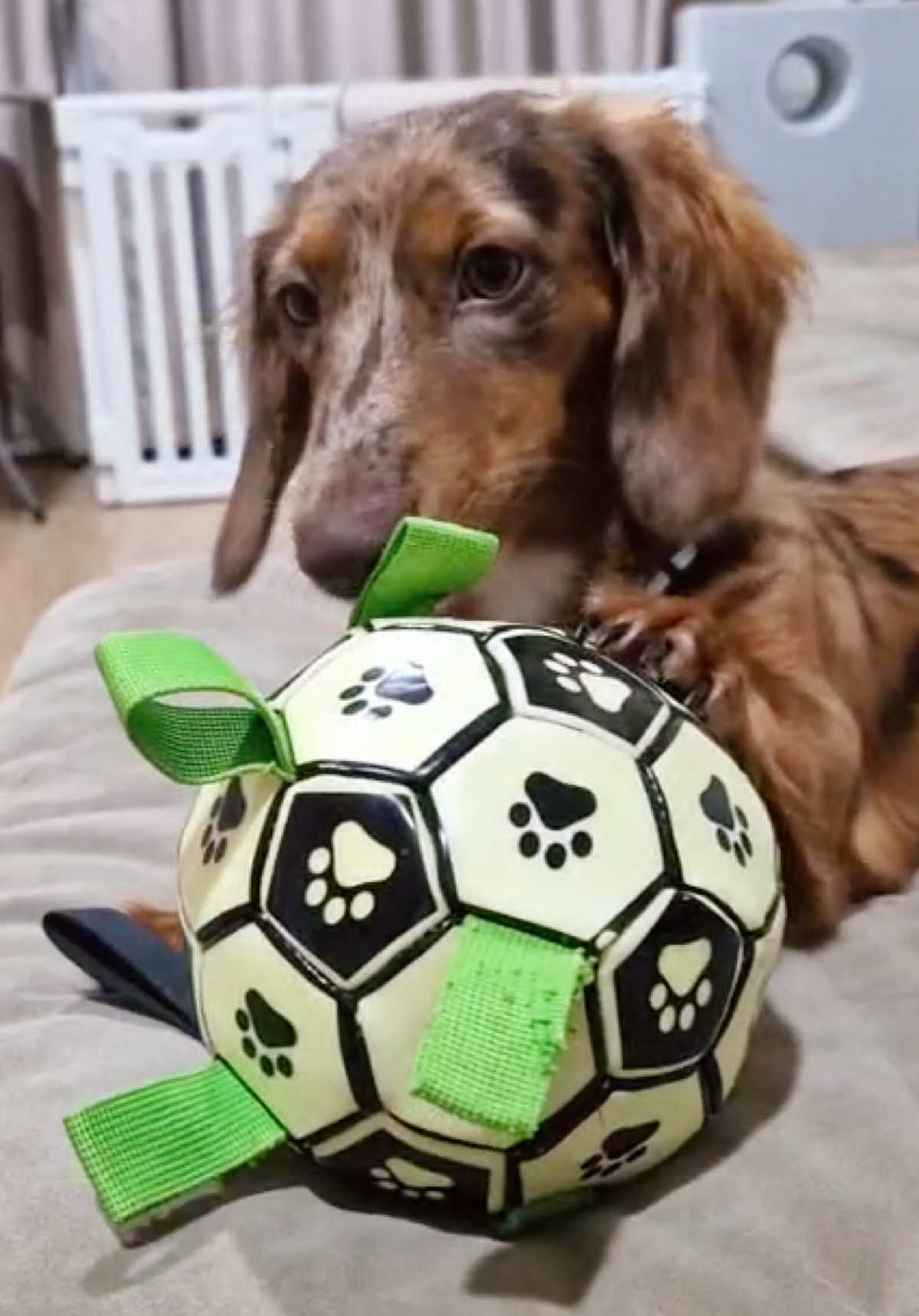 @ไนร่าไอติมยูนิ🐾Mini dachshund