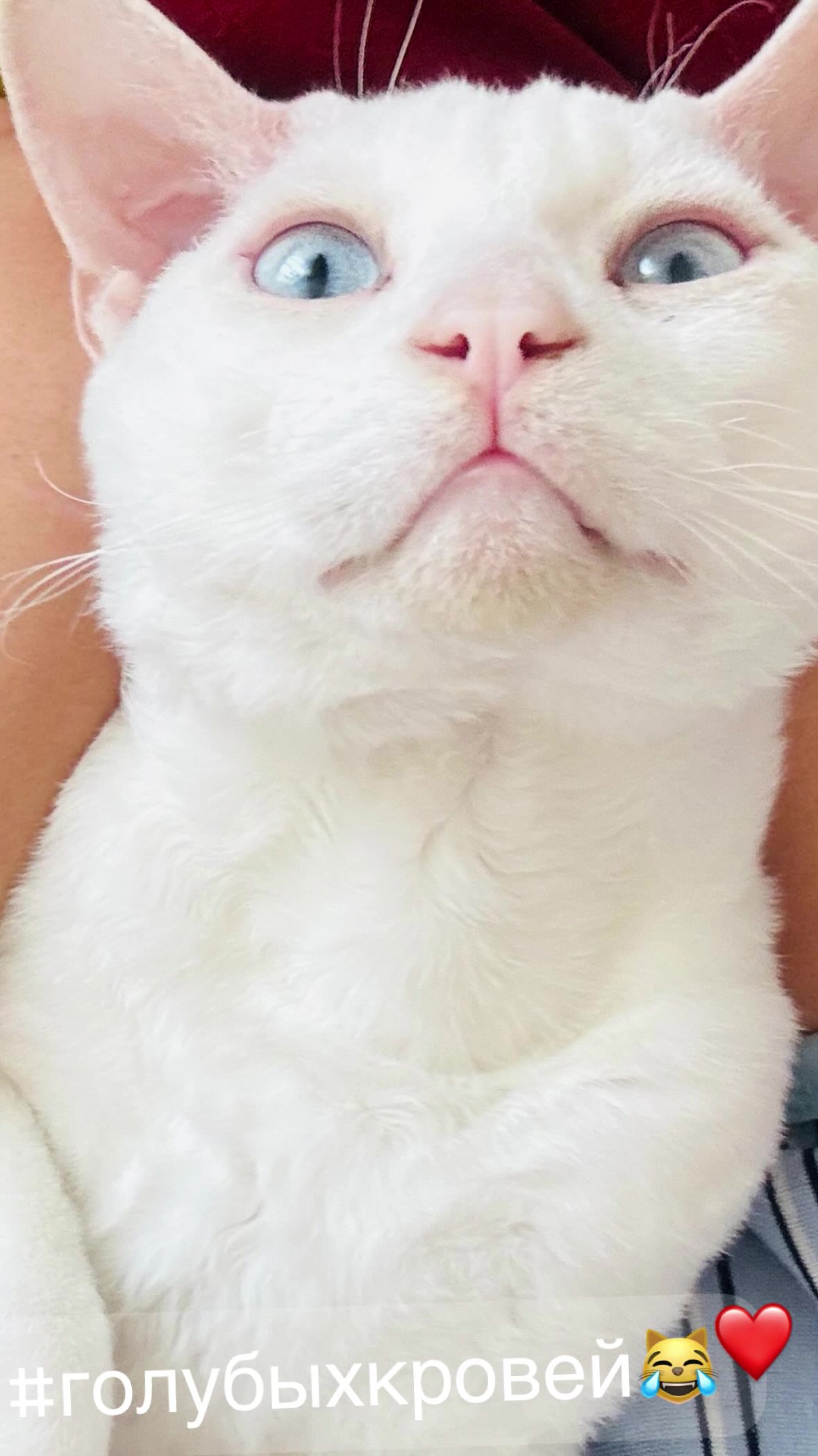 @Лев 🦁 Скавронский❤️