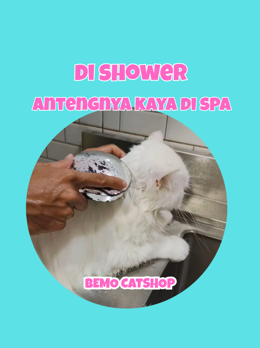@Bemo Catshop