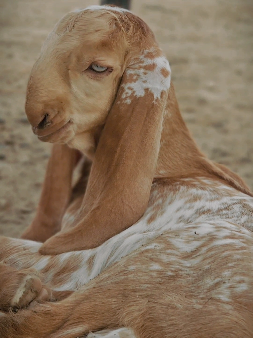 @《SIDHU}{GOAT}{FARM》