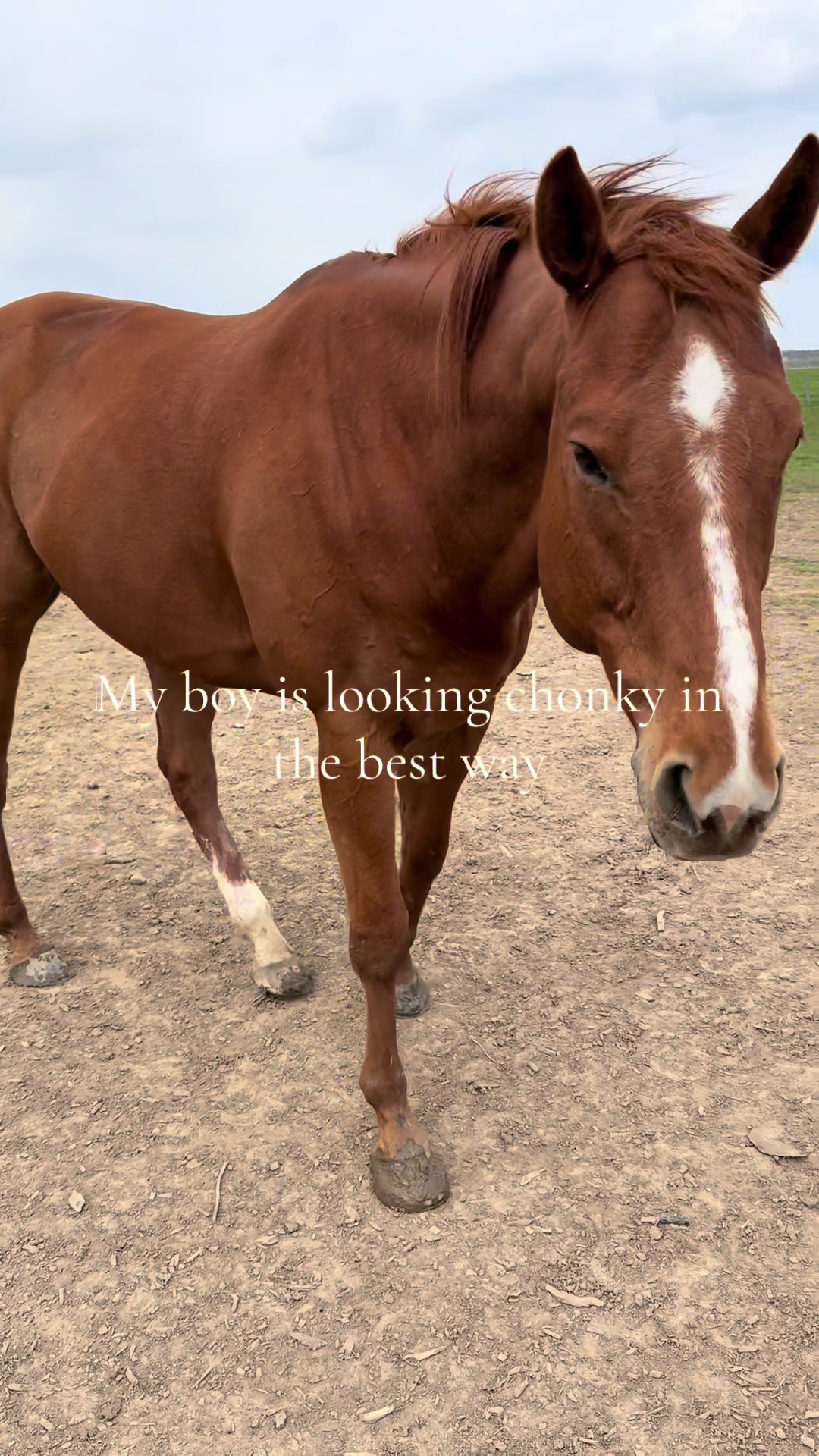 @Karin - Empower Equine app