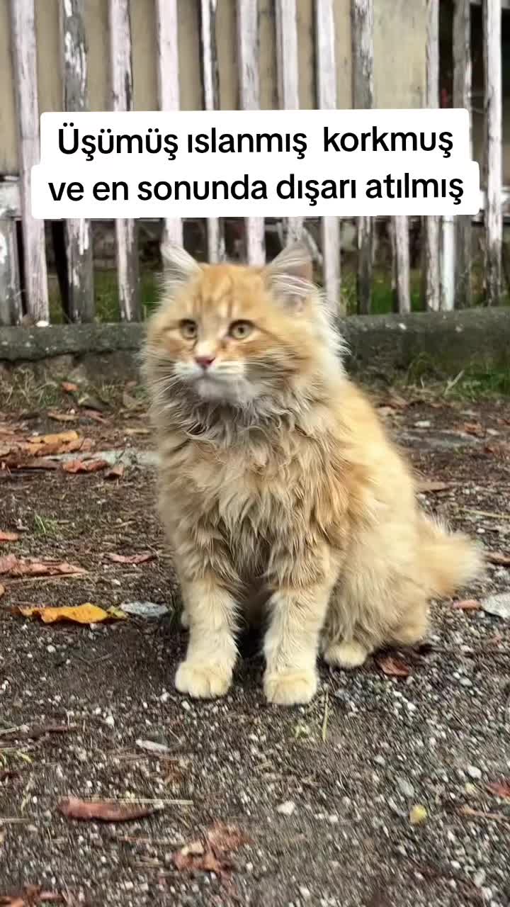 @MUSTAFA38
