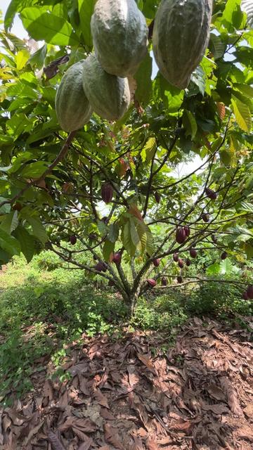 @agro lestari jaya 2