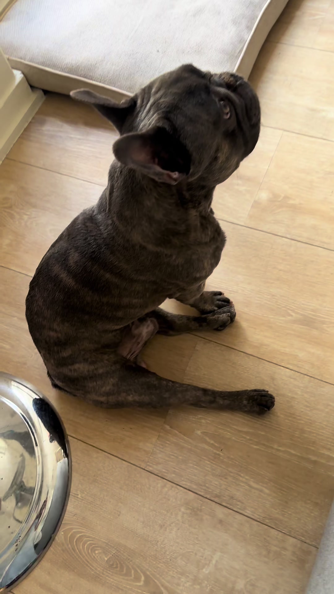 @Bose the frenchie
