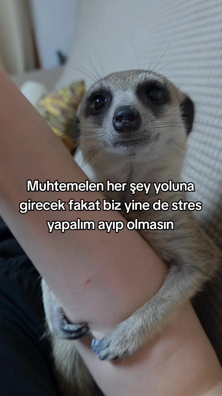 @rolland