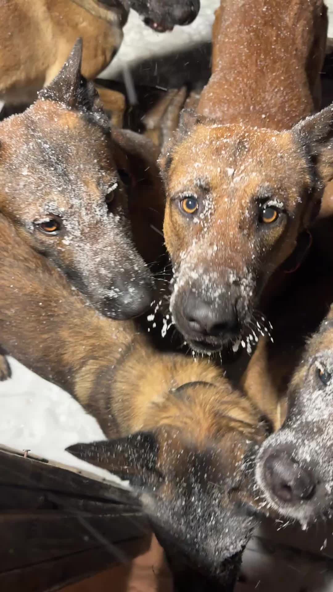 @Aim Canine