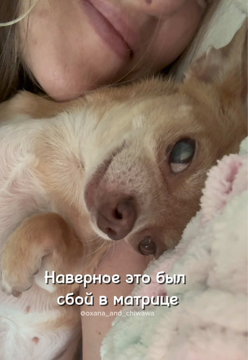 @Оксана & Чихуахуа Бонита