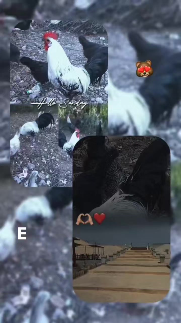 @مول دجيجات