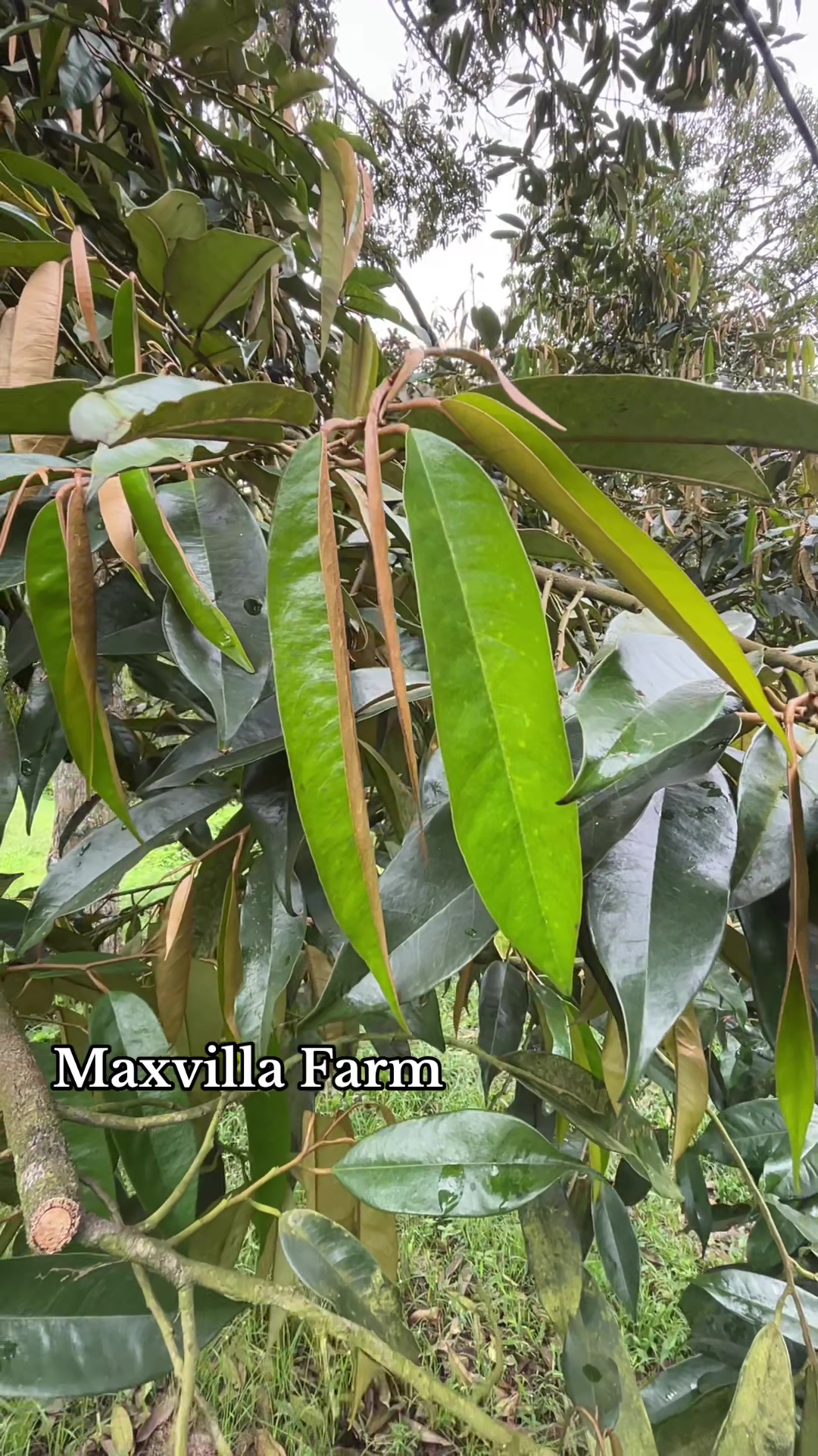 @Max Villa