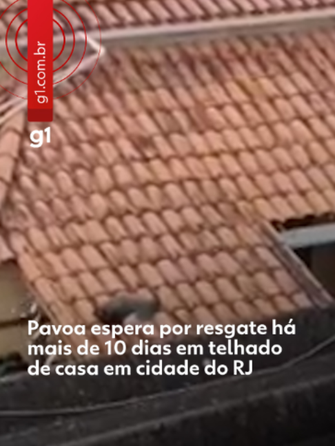 @g1