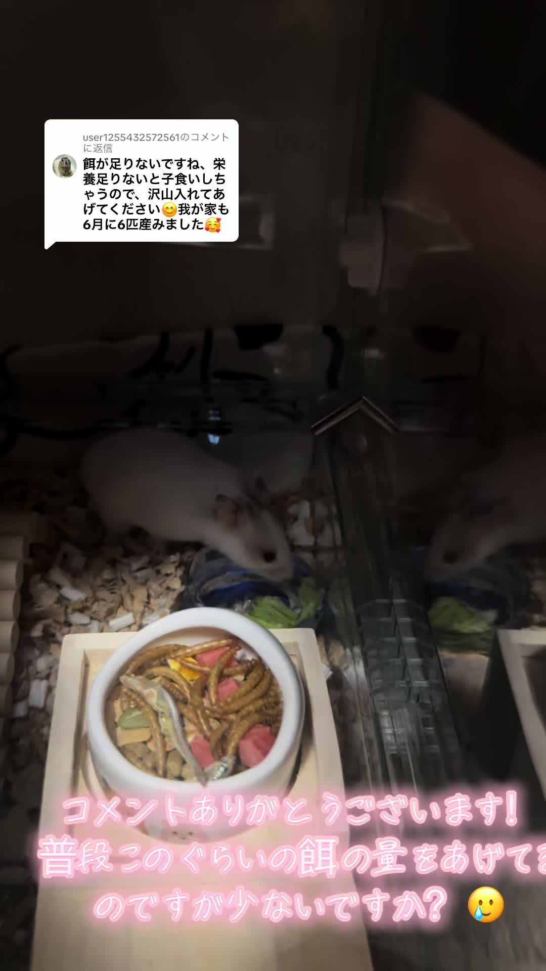 @田舎のネズミ