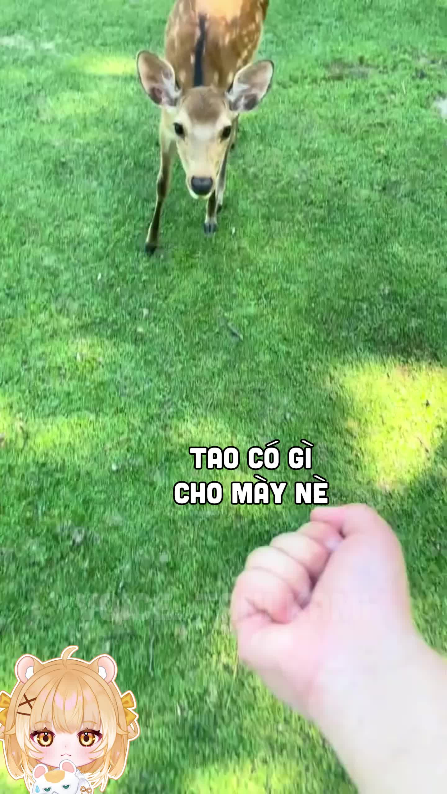 @Tani Kami 🐹
