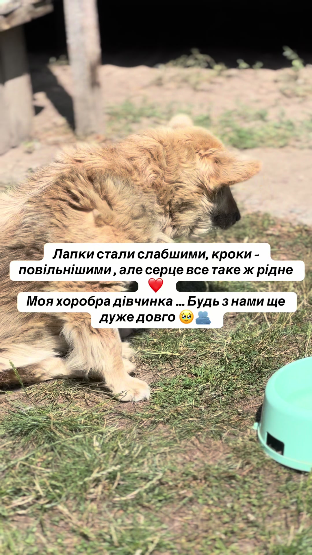 @tanya.help.animal