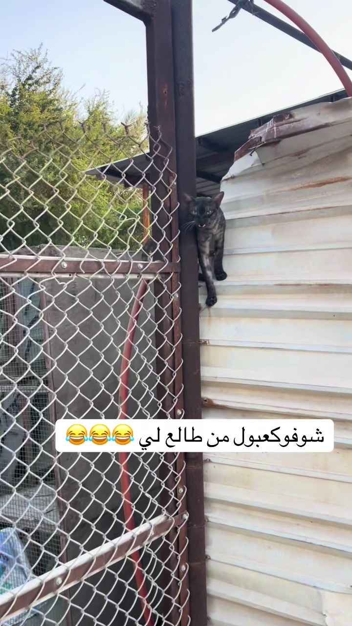 @ashkaltbiah
