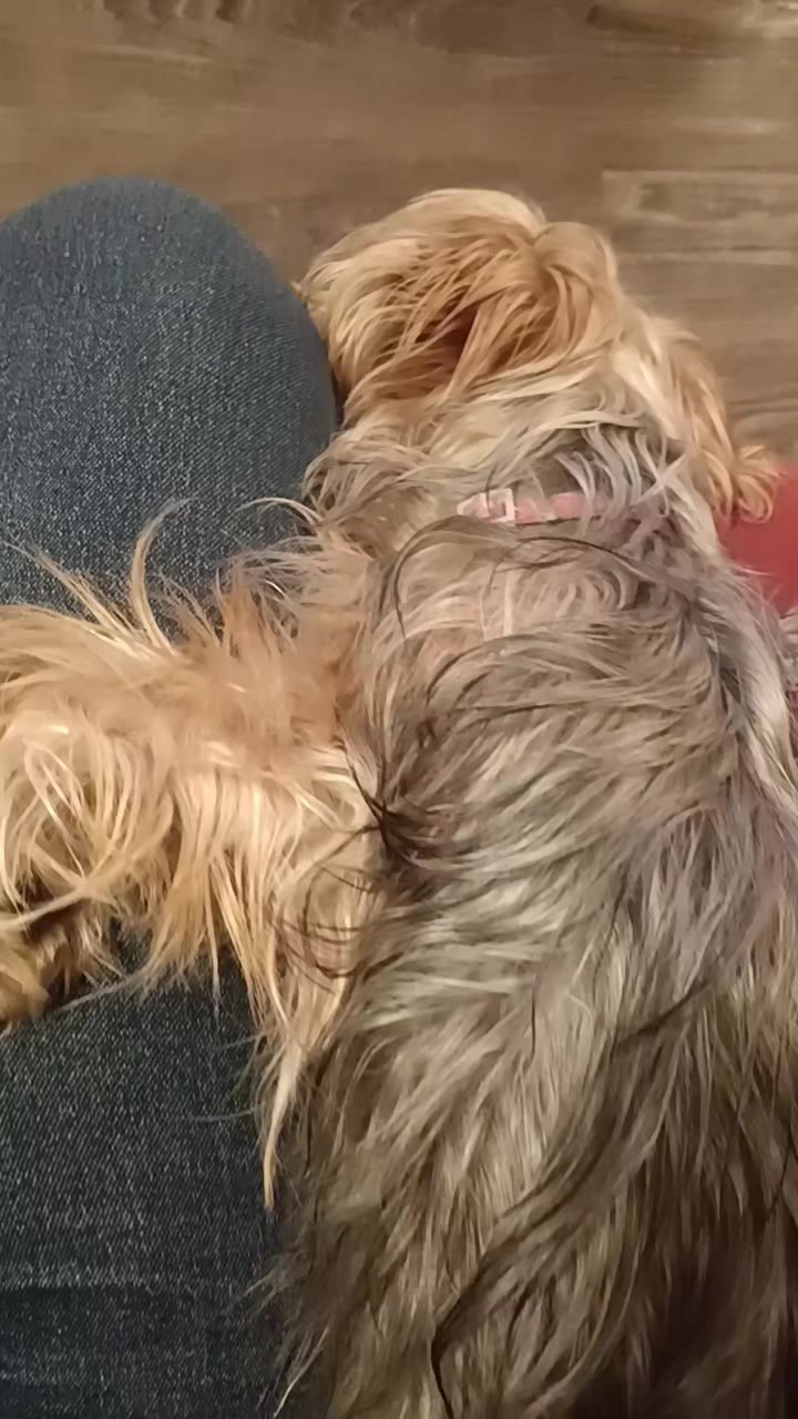 @Eddie the yorkie 😘🐶