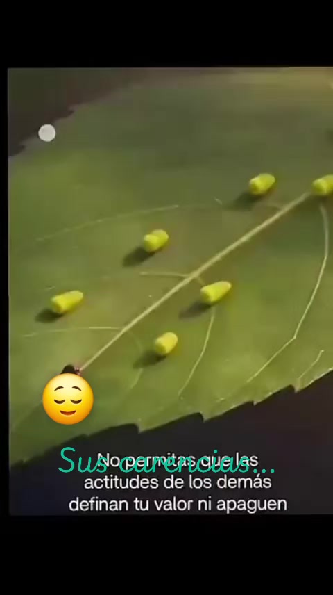 @Laura Ramos
