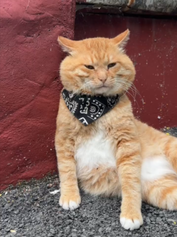 @Vitamin Meoww