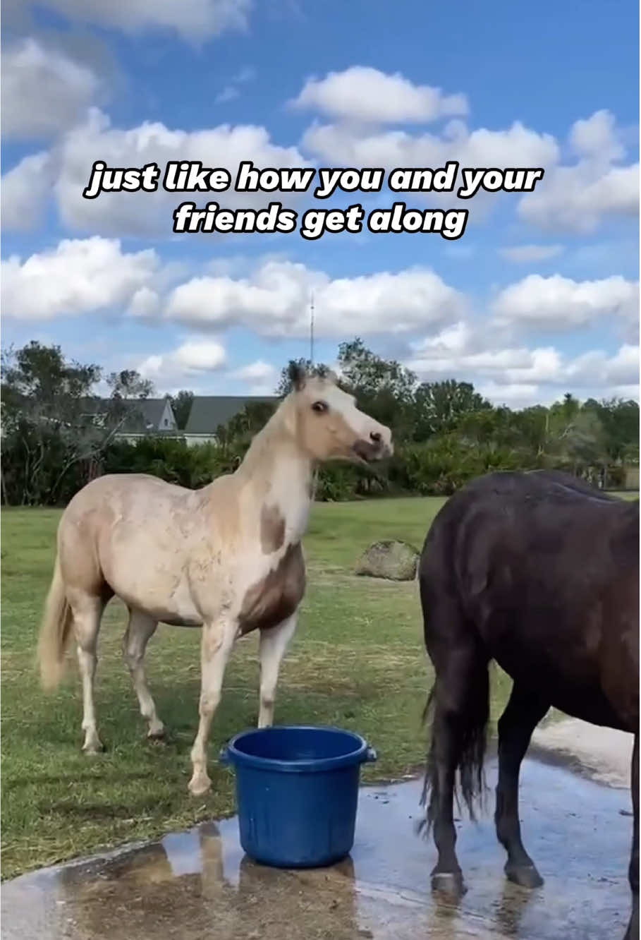 @PawsOfLove
