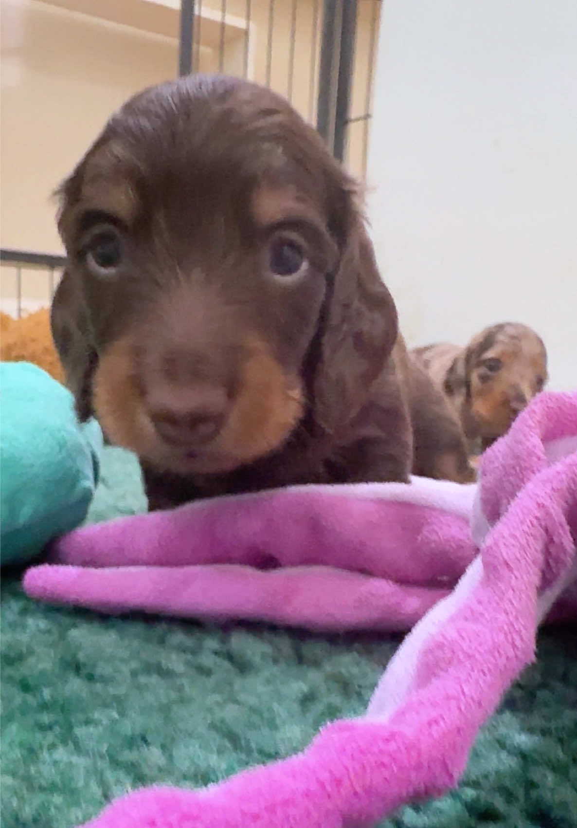 @Taylored Dachshunds
