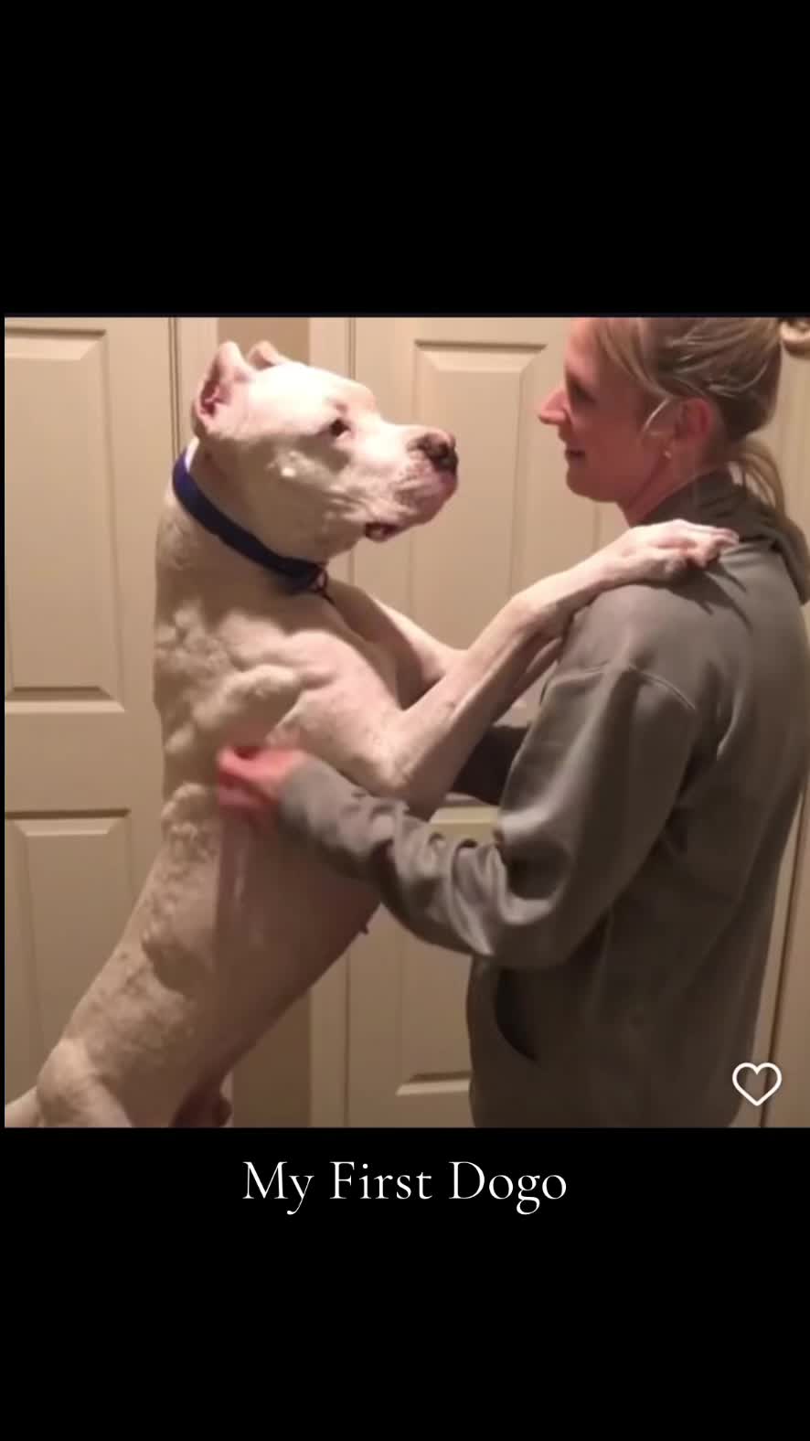 @Dogo Mom