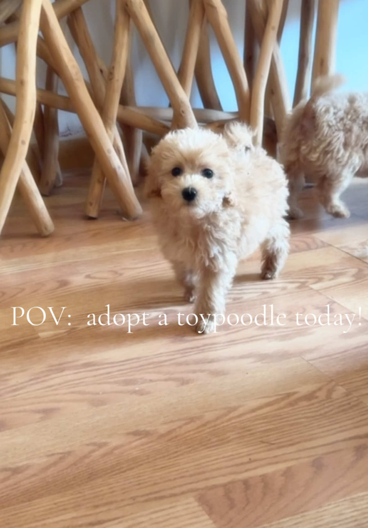 @packwalkdiaries