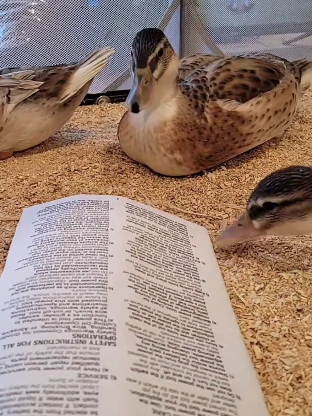 @Mother Duckers Homestead