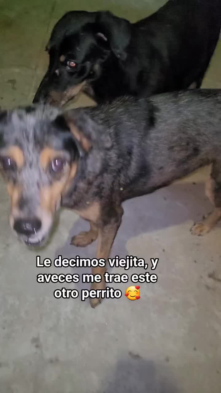 @𝕃𝕚𝕤𝕤 ℝ𝕖yes🇸🇻