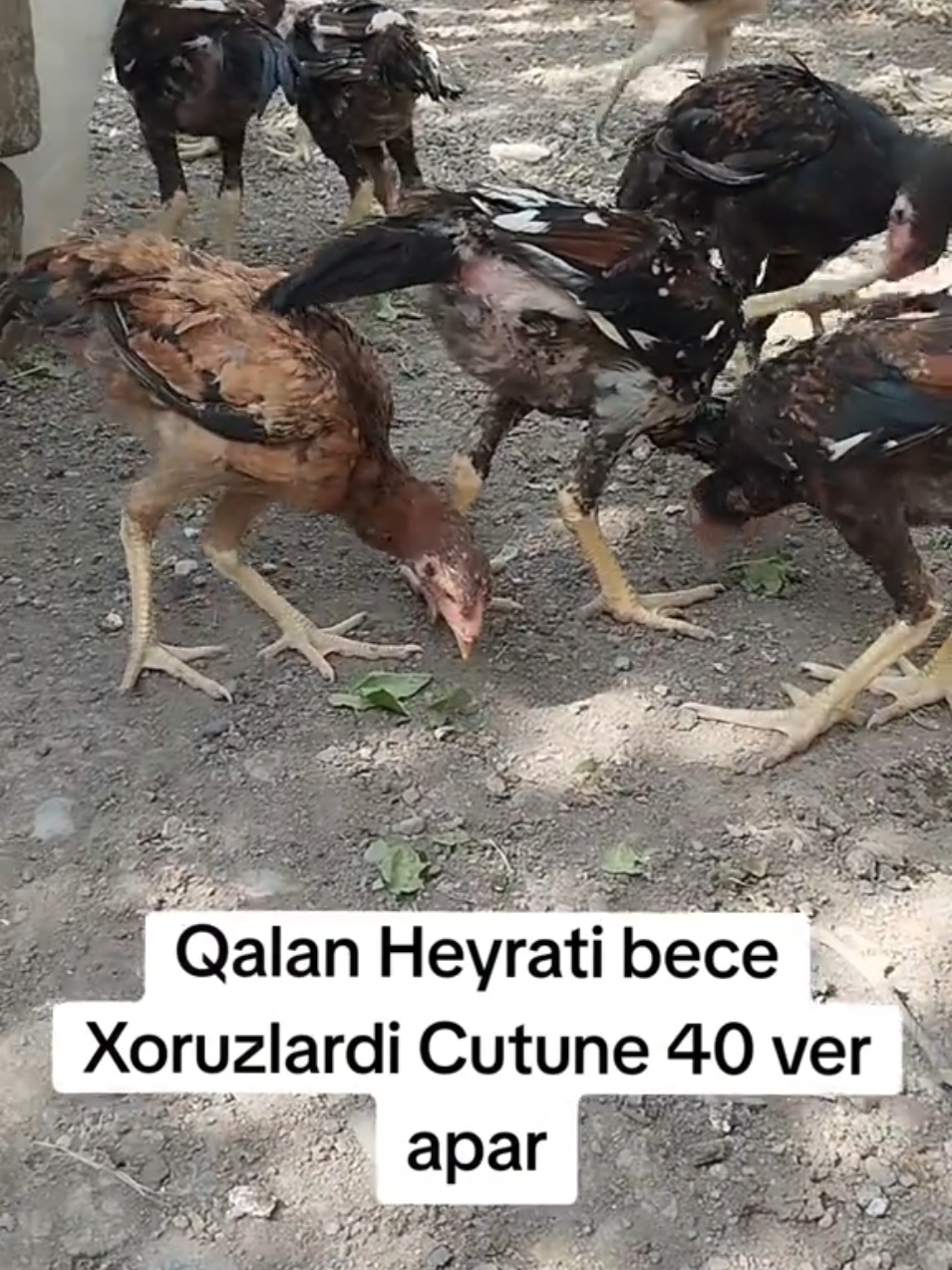 @kurdemir heyrati satisi