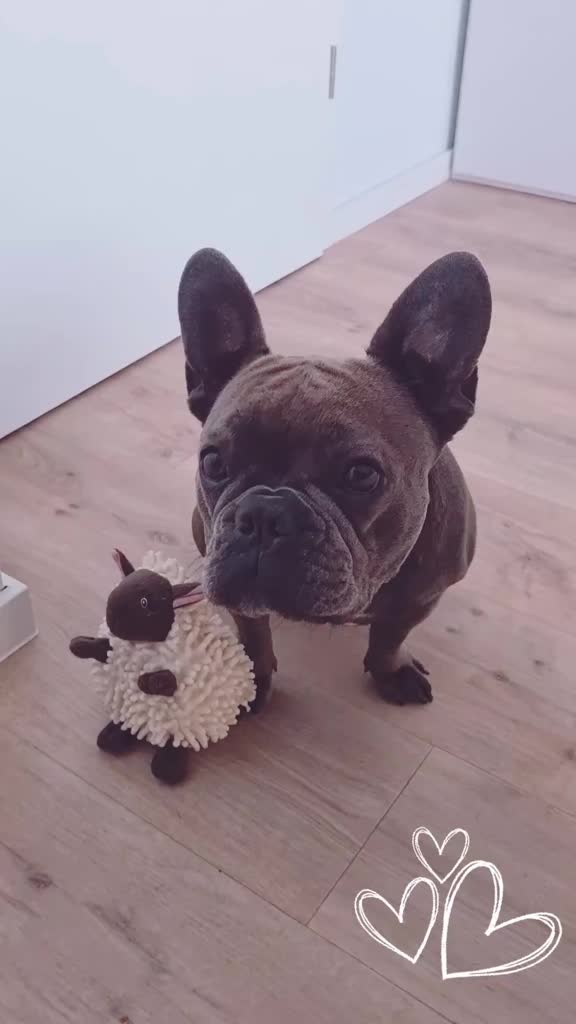 @FrenchieFrieda