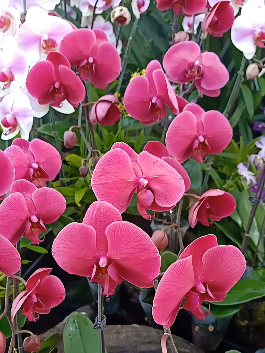 @เฮียชาติขายทุกอย่าง