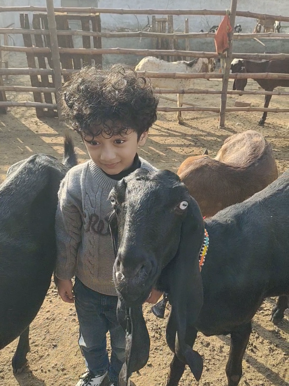 @Alsyed Goat Farm