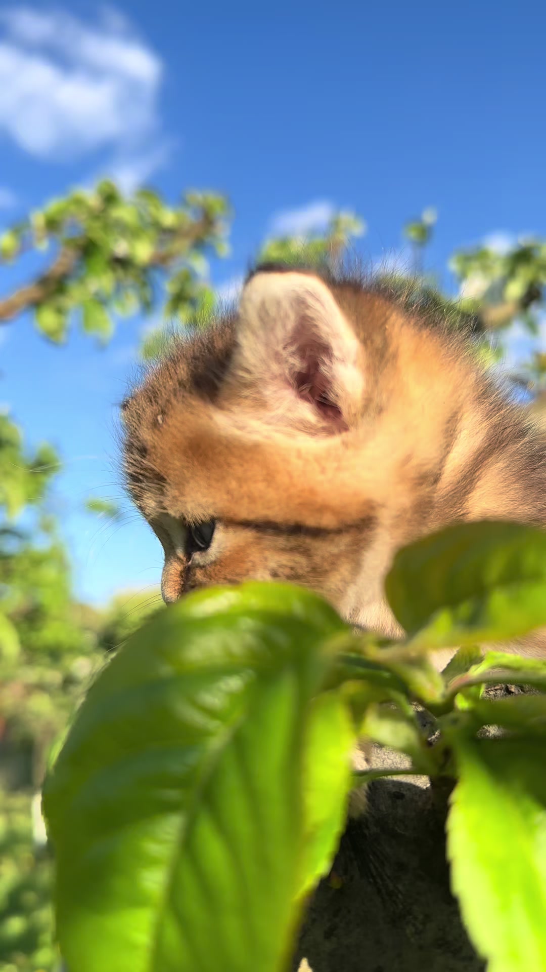 @cat.sheri.kittens