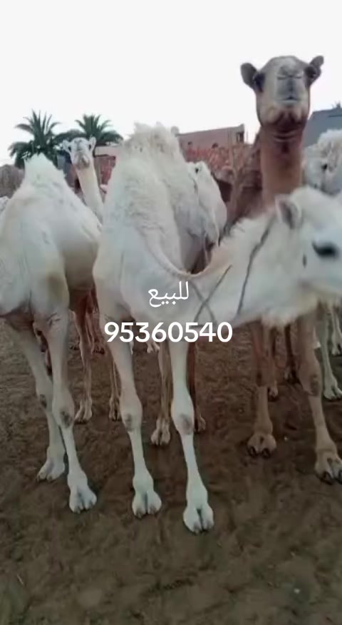 @Samir Selmi