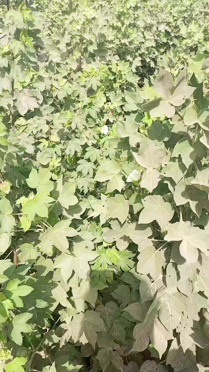 @جام خلیل خانپور
