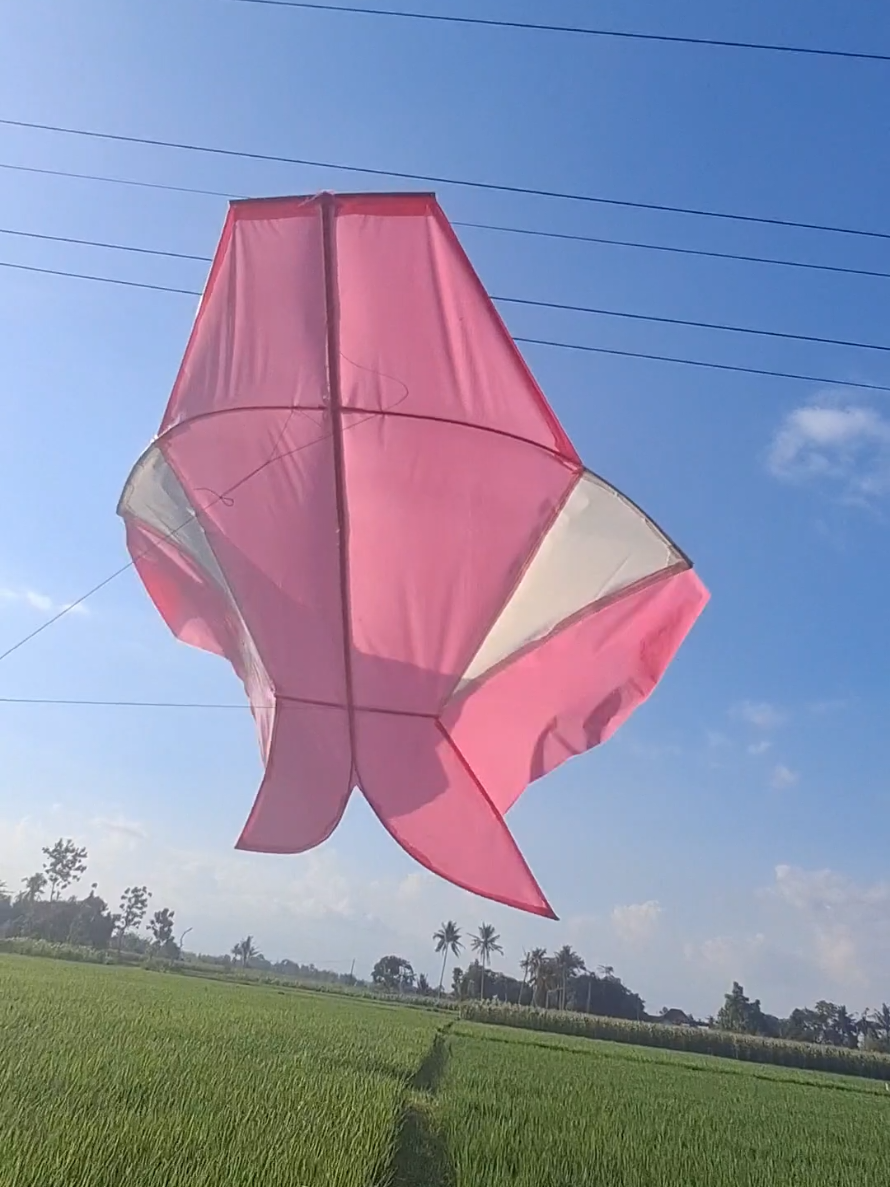 @daffin kite store