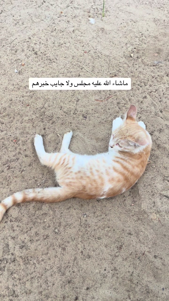@ashkaltbiah