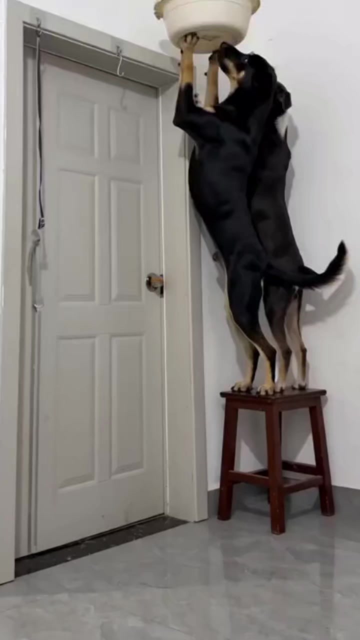 @Pawparazzi_daily
