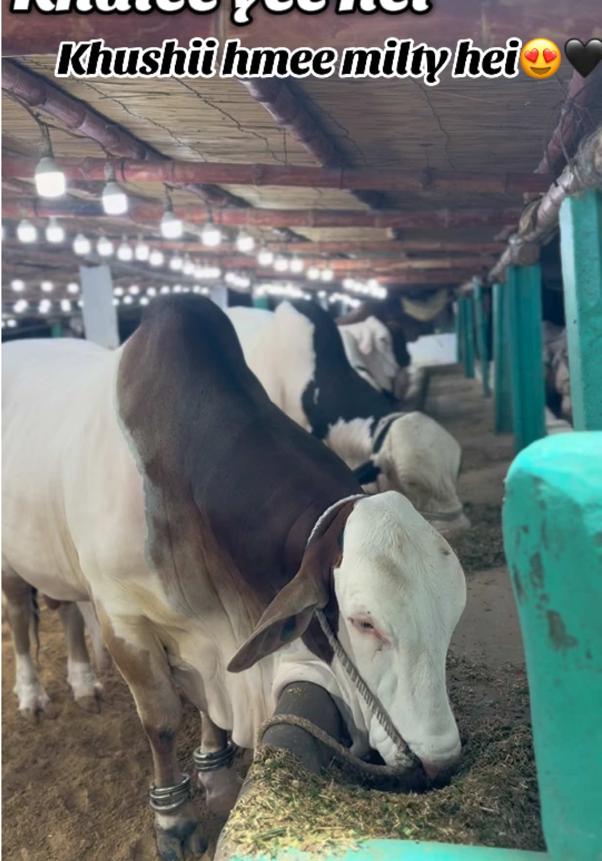 @cow lover😍