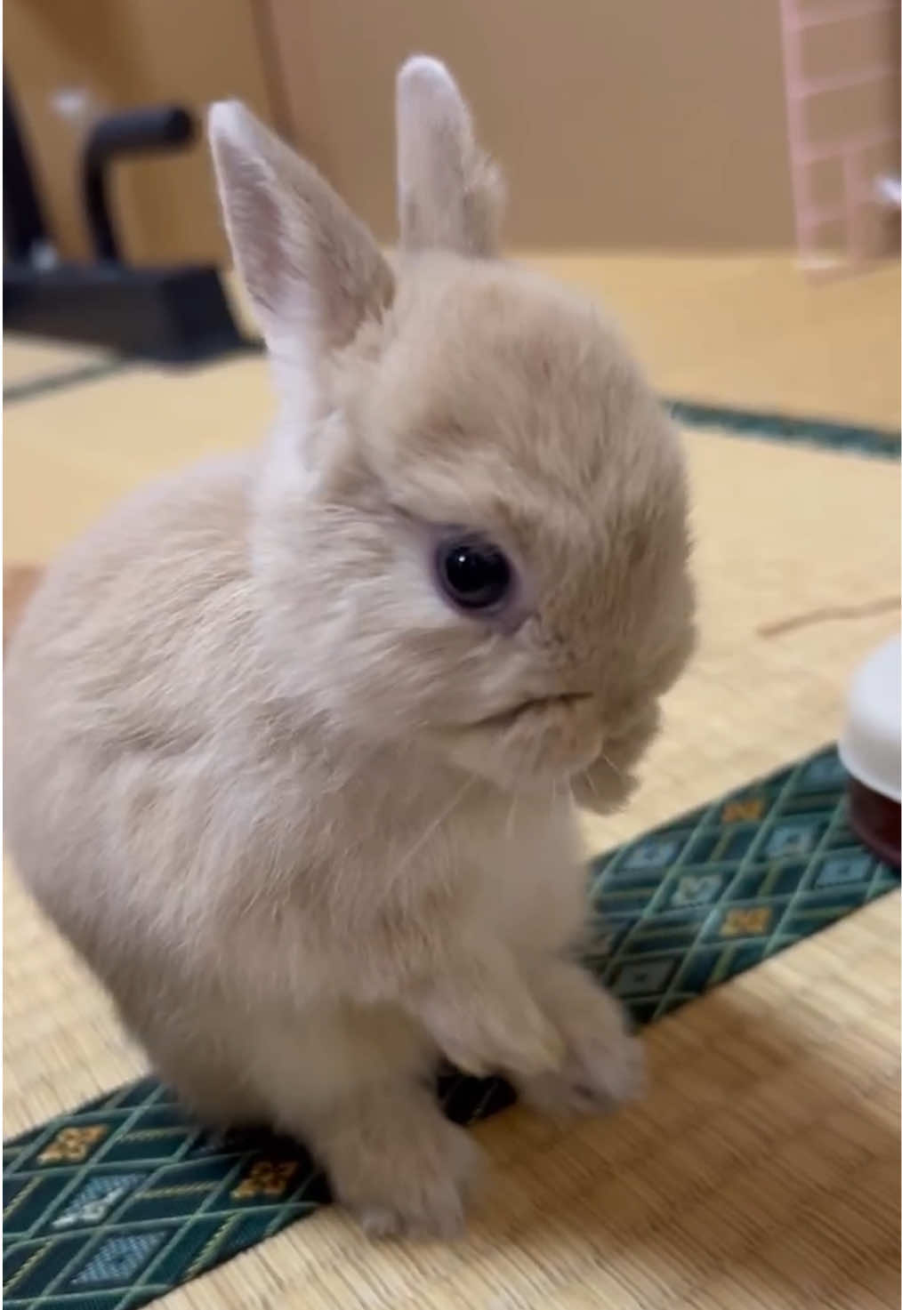 @코유ちゃんᲘ𐑼♡