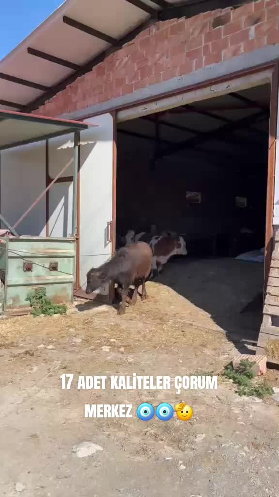 @COŞKUN HAYVANCILIK ÇORUM 19