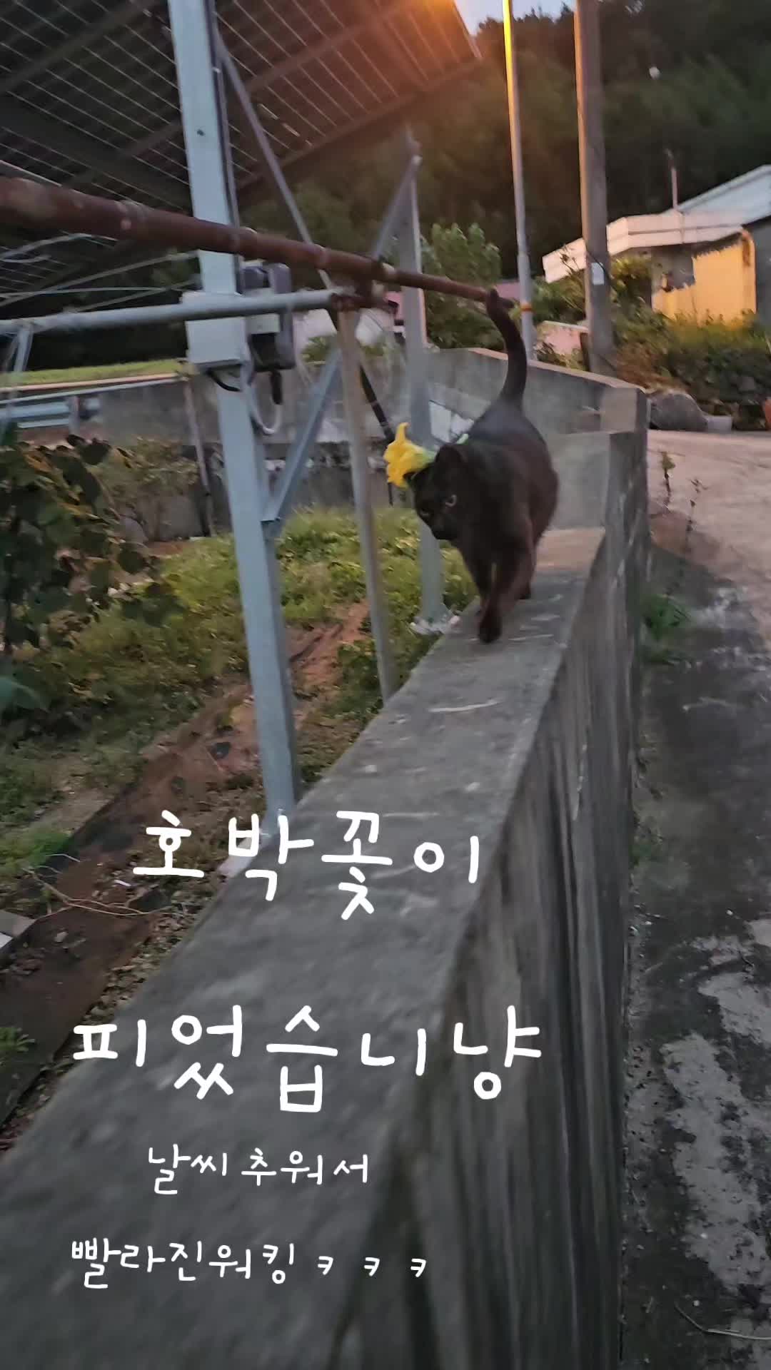 @검은고양이 터보