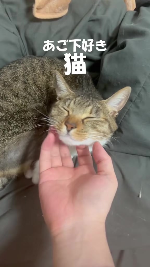 @なつめ友猫帳